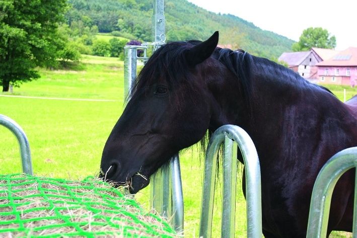 Filet pour alimentation lente des chevaux 